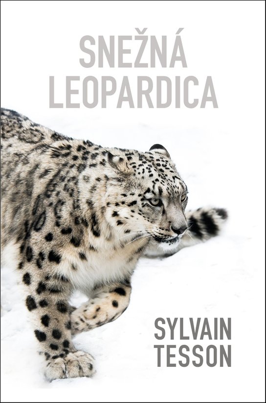 Snežná leopardica