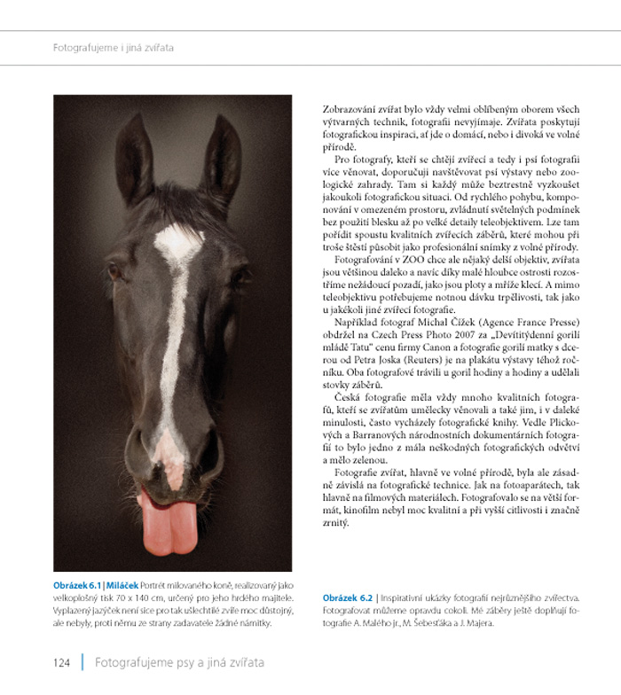 Fotografujeme psy