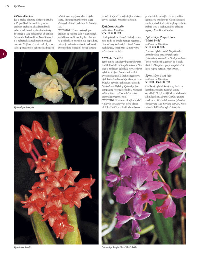 Orchideje