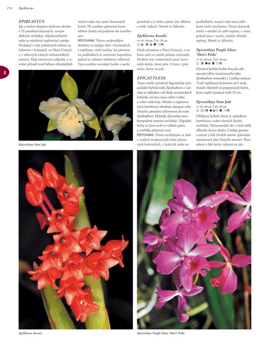 Orchideje