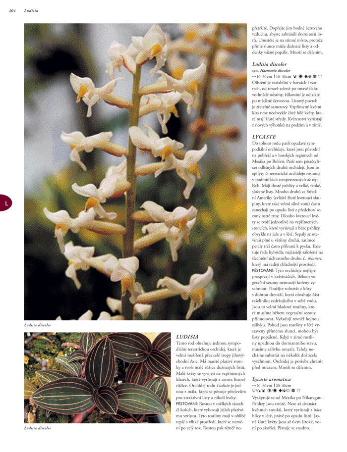 Orchideje