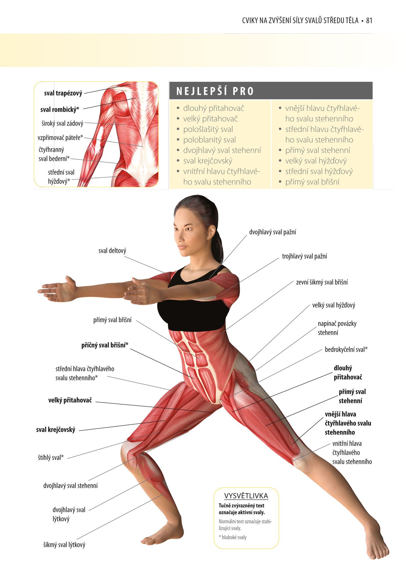 Posilování středu těla - anatomie