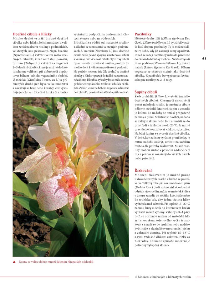 Encyklopedie tulipánů, hyacintů, begonií