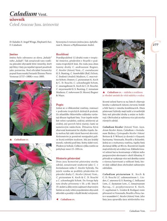 Encyklopedie tulipánů, hyacintů, begonií