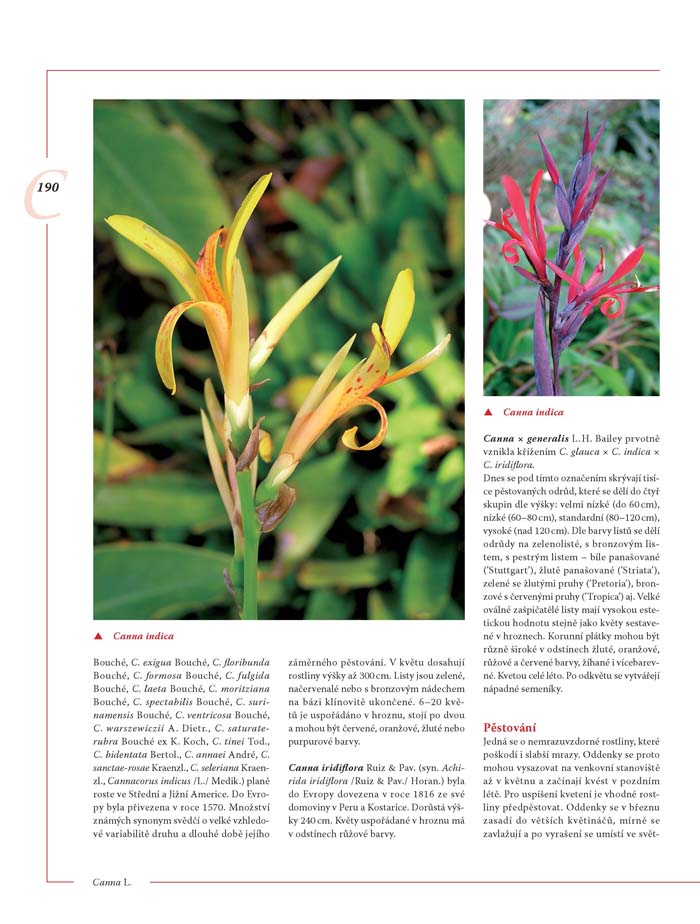 Encyklopedie tulipánů, hyacintů, begonií