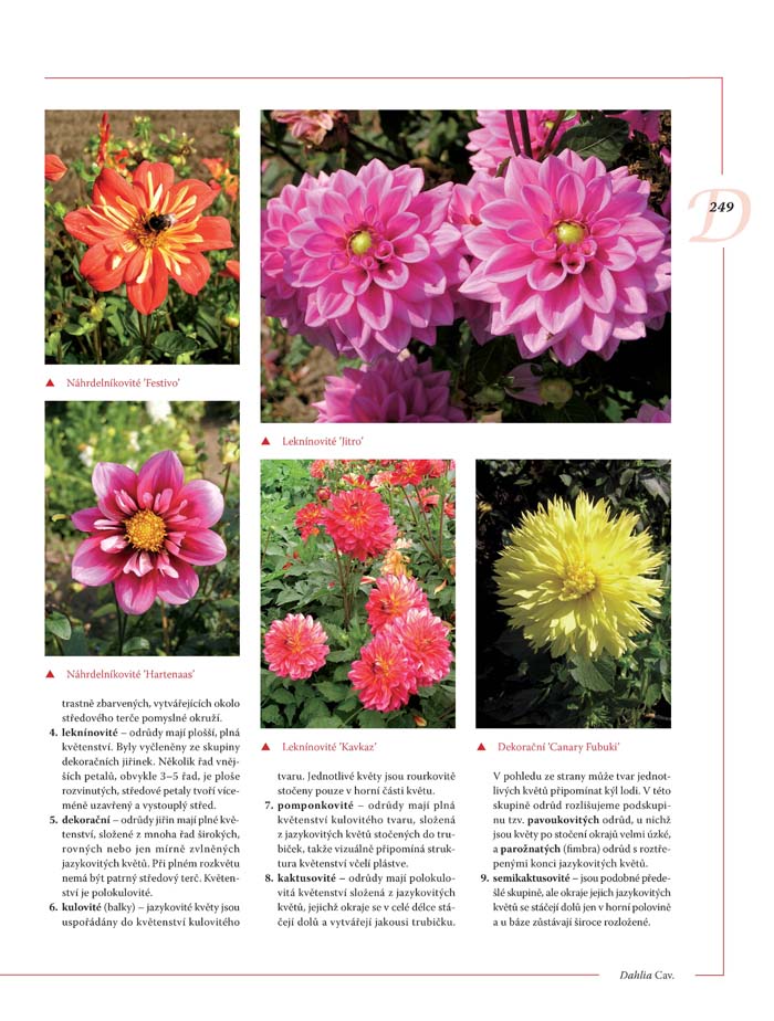 Encyklopedie tulipánů, hyacintů, begonií