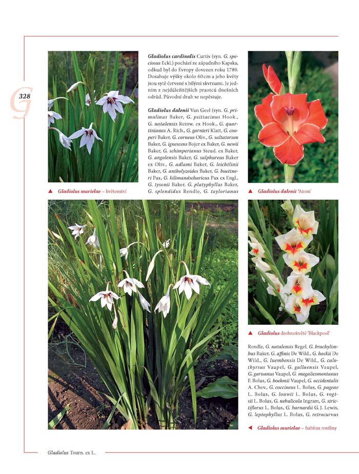 Encyklopedie tulipánů, hyacintů, begonií