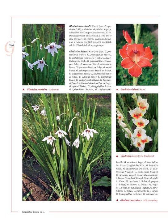 Encyklopedie tulipánů, hyacintů, begonií