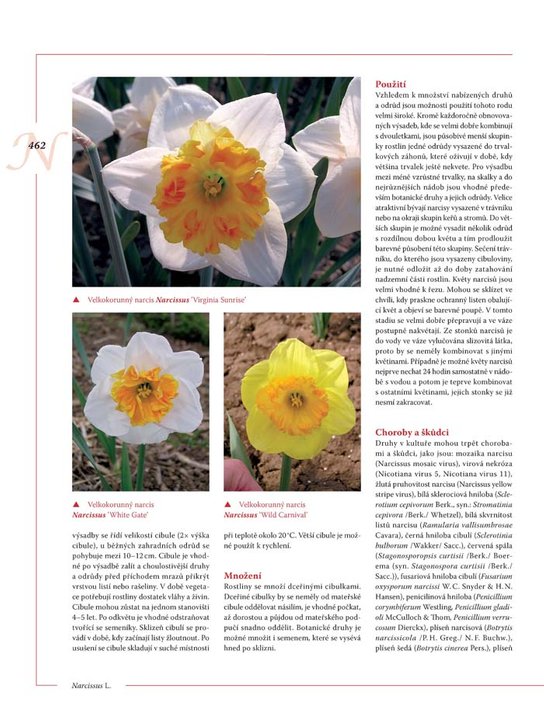 Encyklopedie tulipánů, hyacintů, begonií