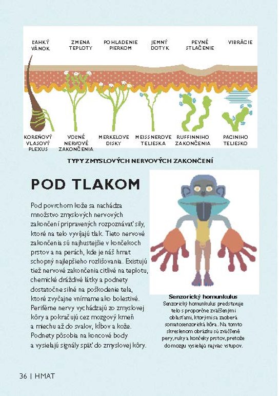 Jednoducho - Mozog