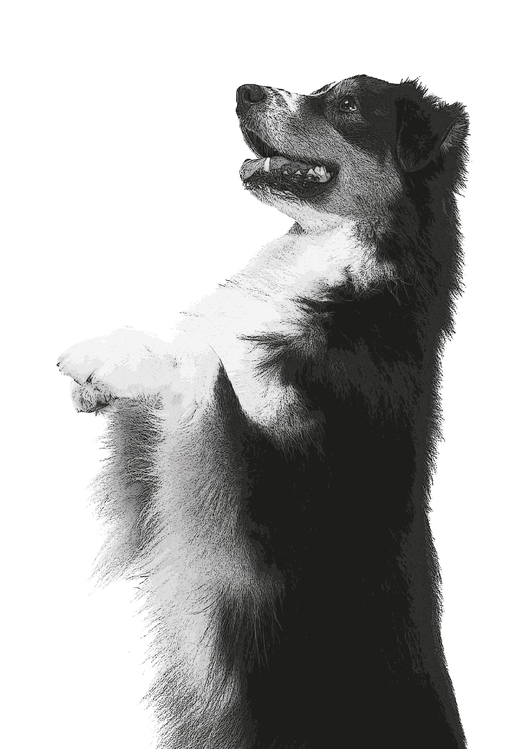 Dusty: Vrať se domů!