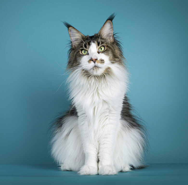 Cats 2025 - nástěnný kalendář