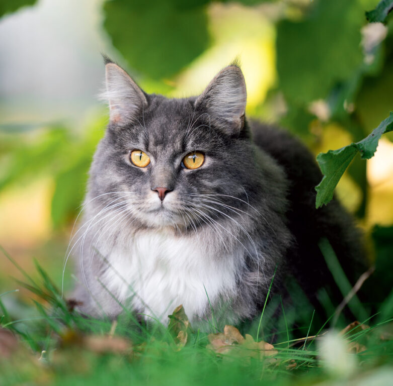 Cats 2025 - nástěnný kalendář