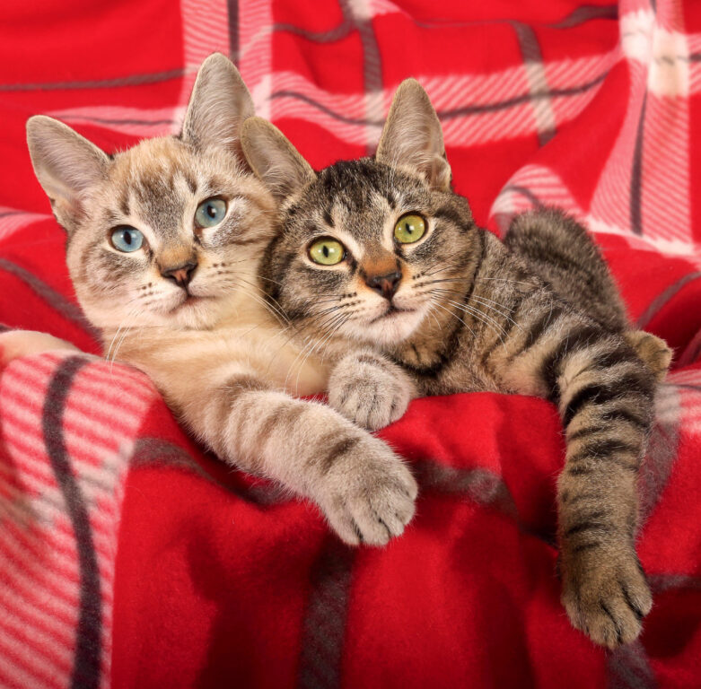 Cats 2025 - nástěnný kalendář