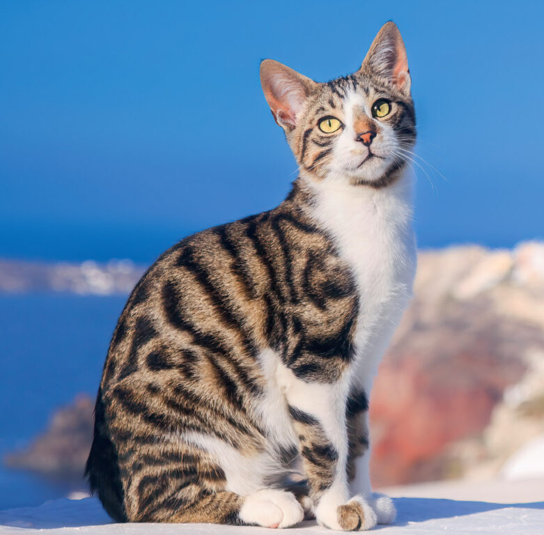 Cats 2025 - nástěnný kalendář