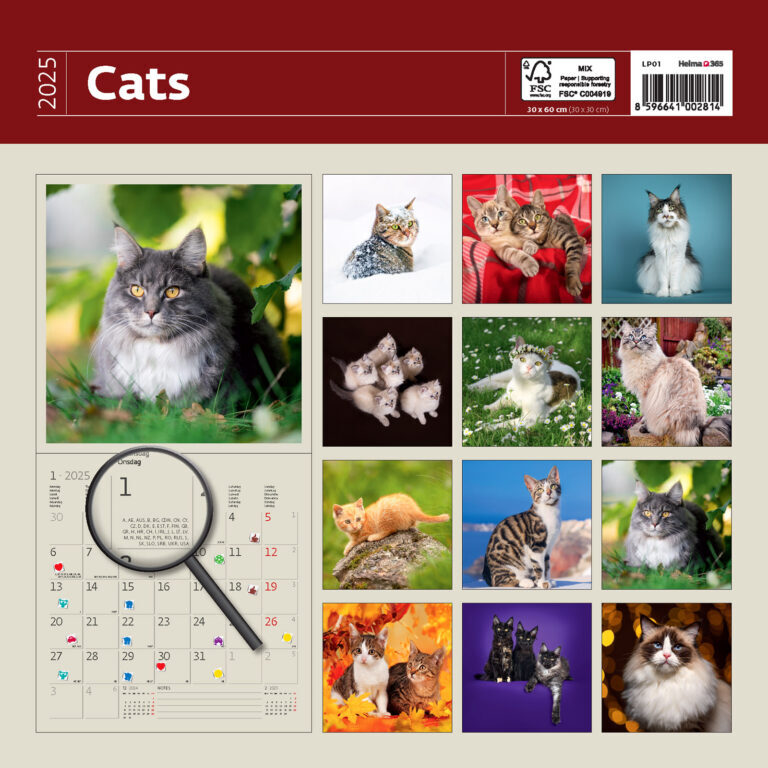 Cats 2025 - nástěnný kalendář