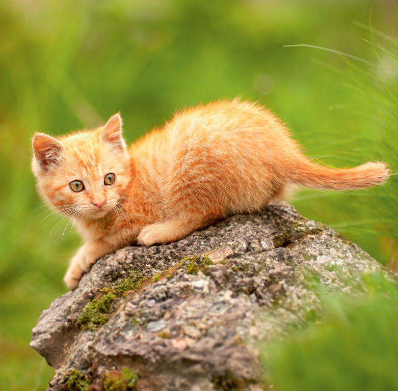Cats 2025 - nástěnný kalendář