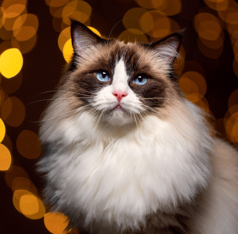 Cats 2025 - nástěnný kalendář