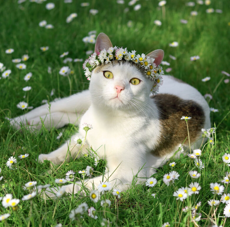 Cats 2025 - nástěnný kalendář