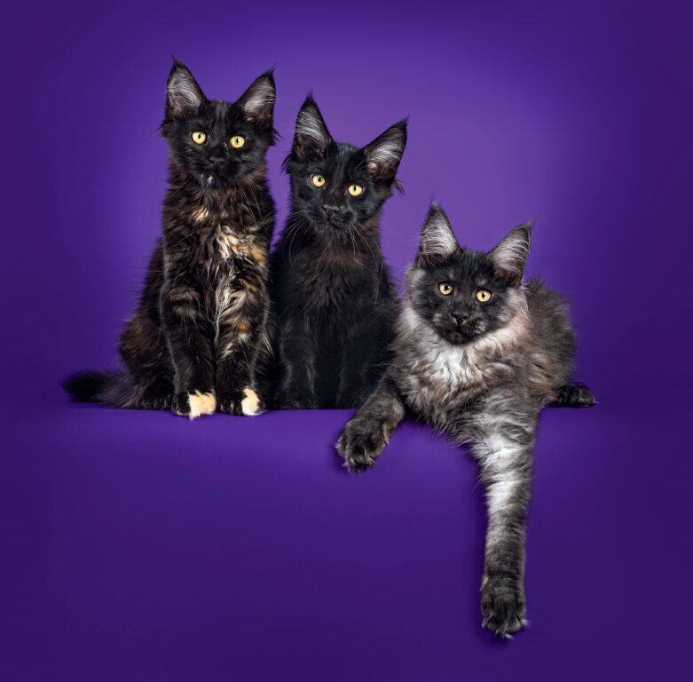 Cats 2025 - nástěnný kalendář