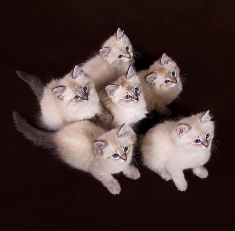 Cats 2025 - nástěnný kalendář