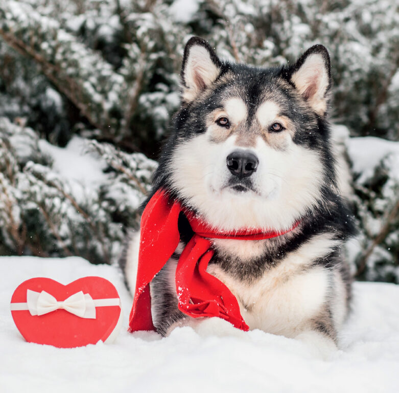 Dogs 2025 - nástěnný kalendář