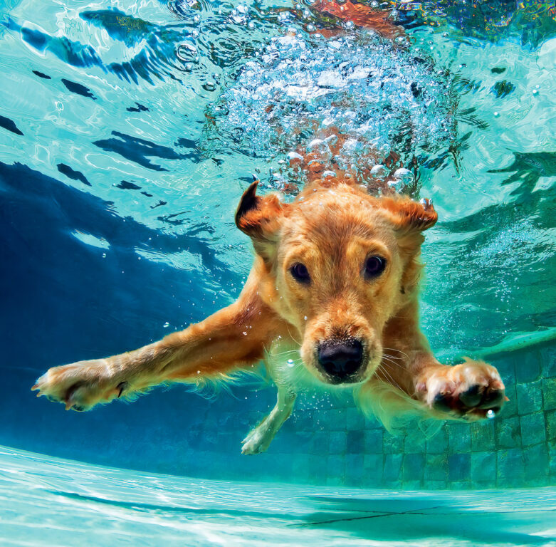 Dogs 2025 - nástěnný kalendář