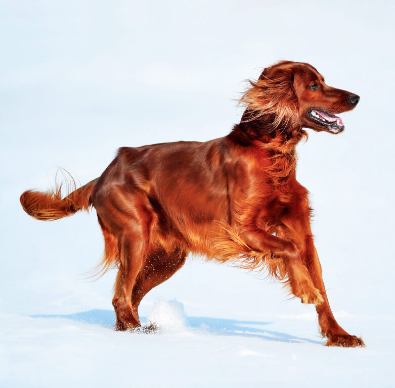 Dogs 2025 - nástěnný kalendář