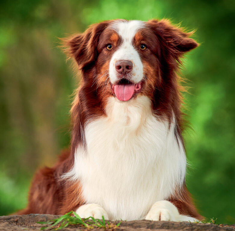 Dogs 2025 - nástěnný kalendář