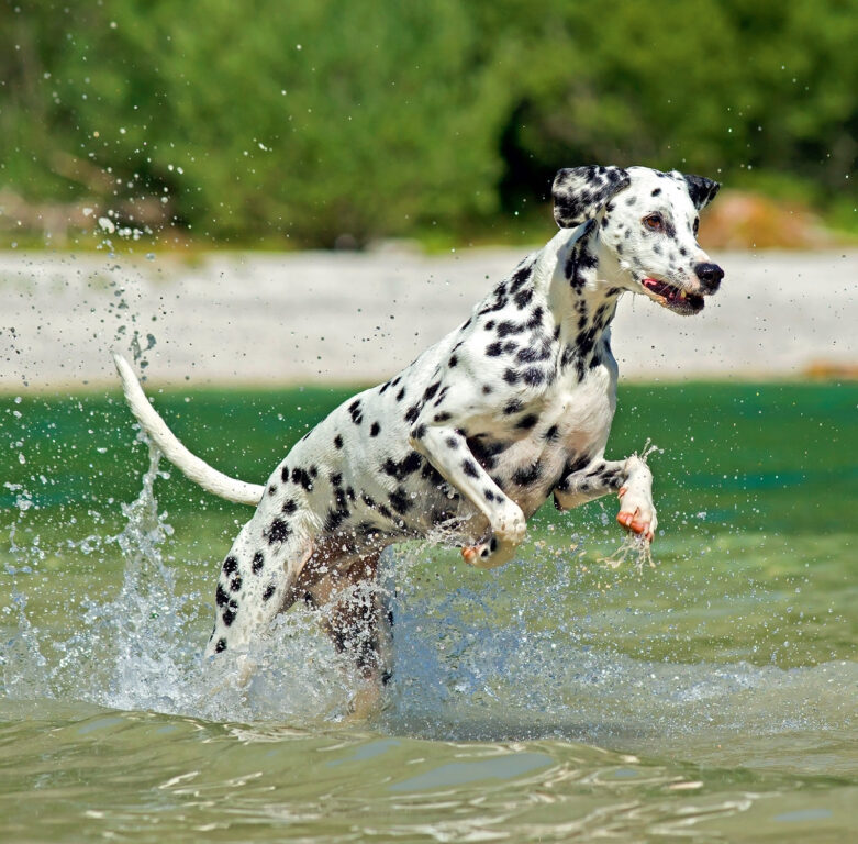 Dogs 2025 - nástěnný kalendář