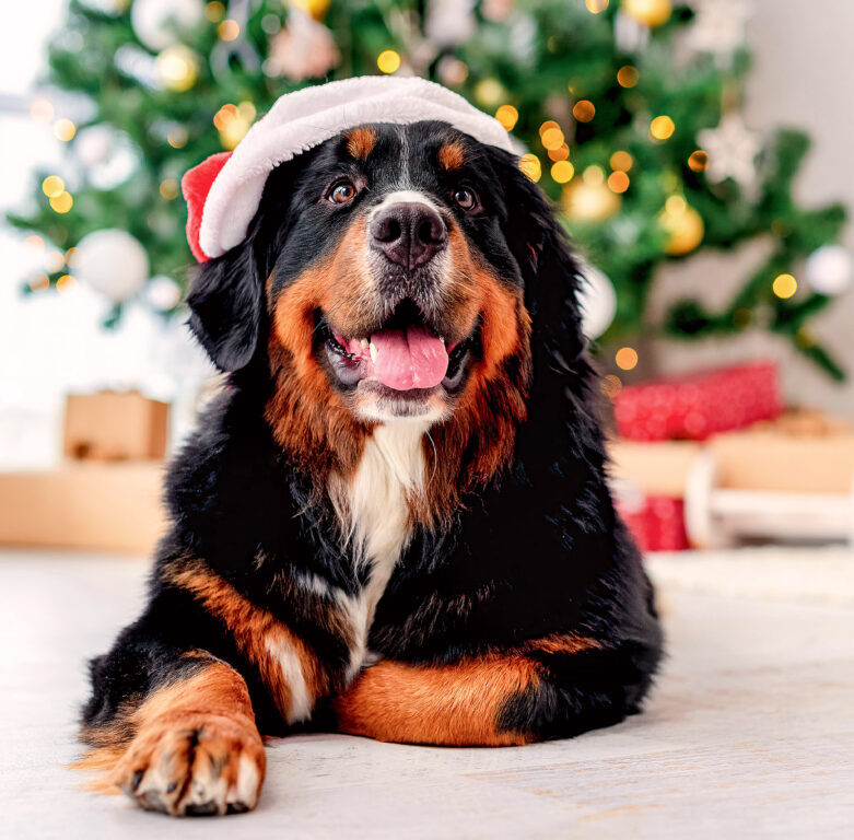 Dogs 2025 - nástěnný kalendář