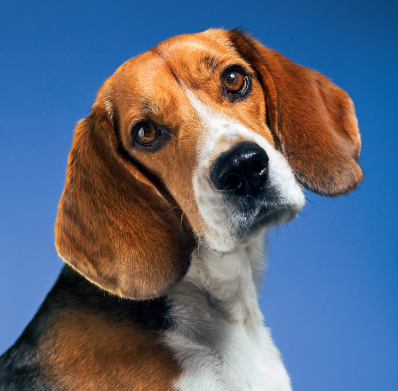 Dogs 2025 - nástěnný kalendář