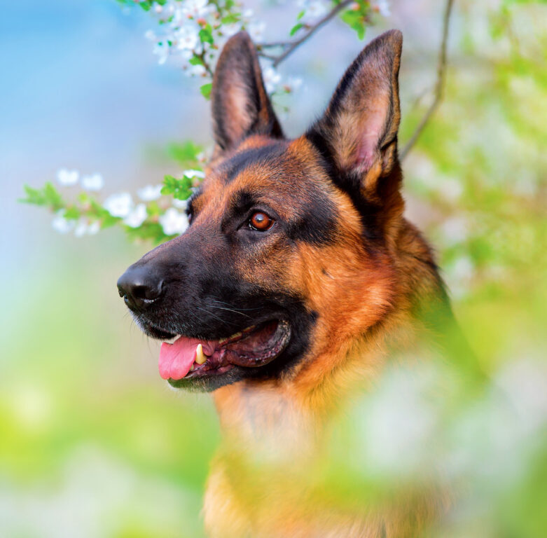 Dogs 2025 - nástěnný kalendář