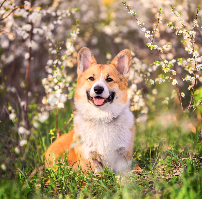 Dogs 2025 - nástěnný kalendář