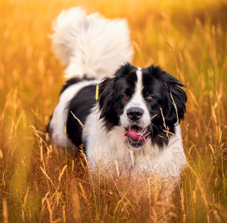 Dogs 2025 - nástěnný kalendář