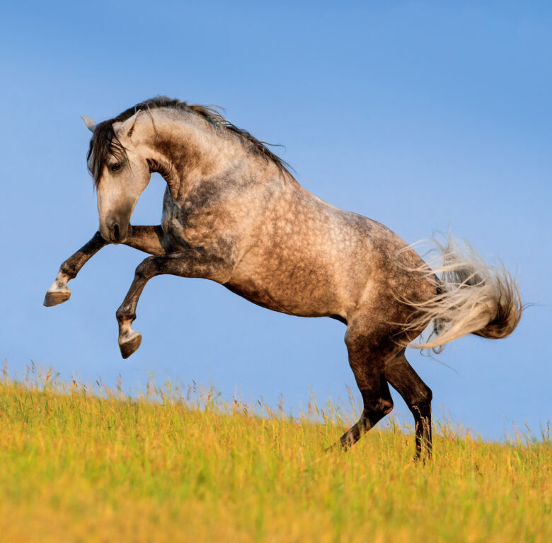 Horses 2025 - nástěnný kalendář