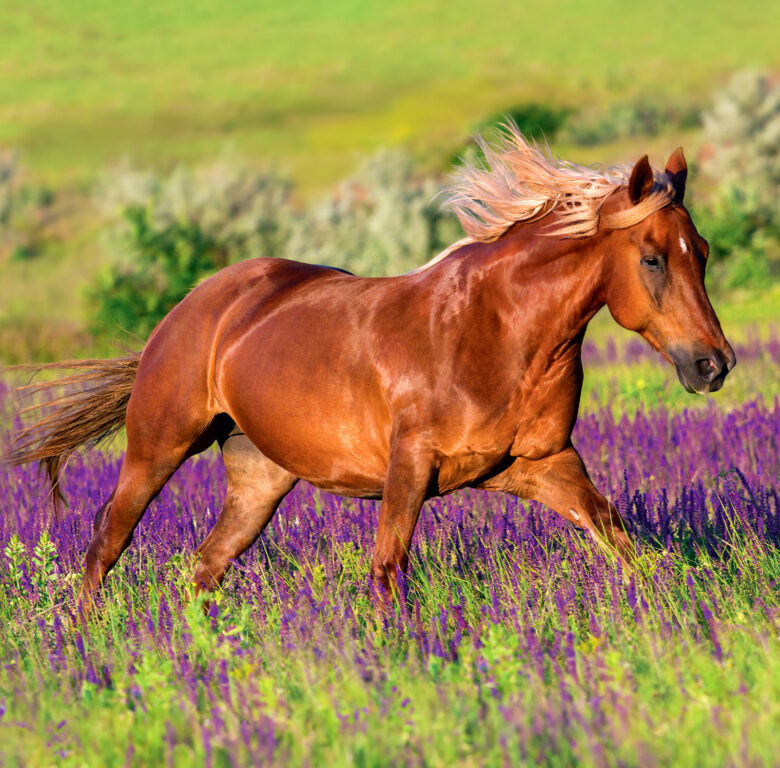 Horses 2025 - nástěnný kalendář