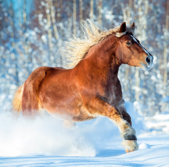 Horses 2025 - nástěnný kalendář
