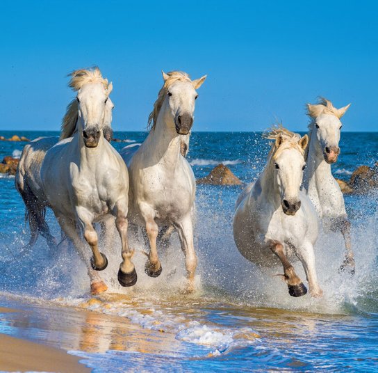 Horses 2025 - nástěnný kalendář