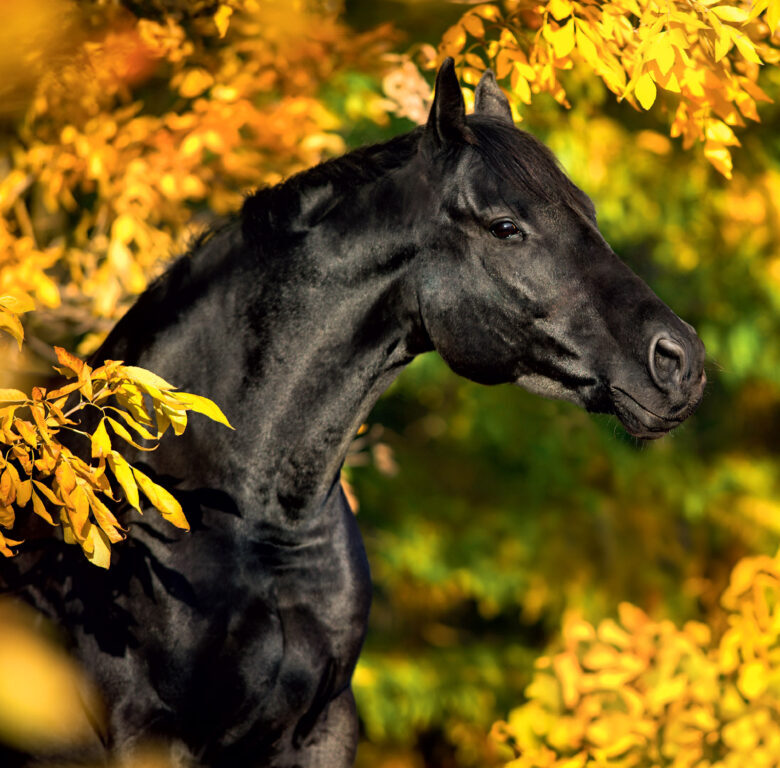 Horses 2025 - nástěnný kalendář