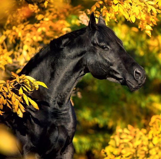 Horses 2025 - nástěnný kalendář
