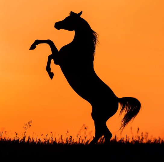 Horses 2025 - nástěnný kalendář