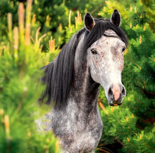 Horses 2025 - nástěnný kalendář