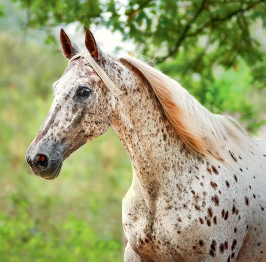 Horses 2025 - nástěnný kalendář