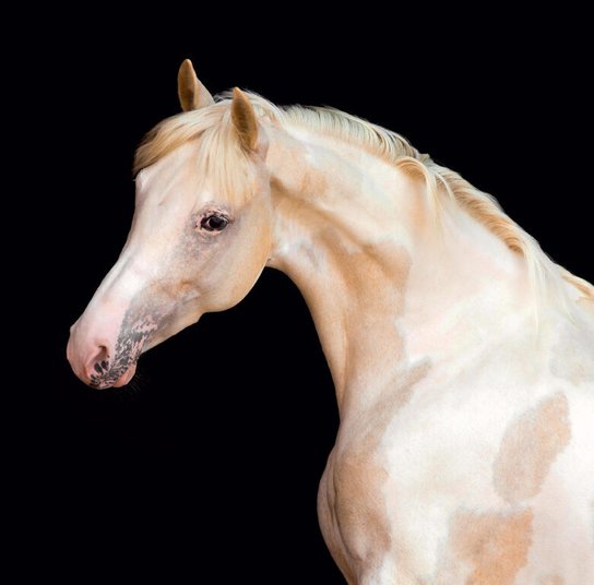 Horses 2025 - nástěnný kalendář