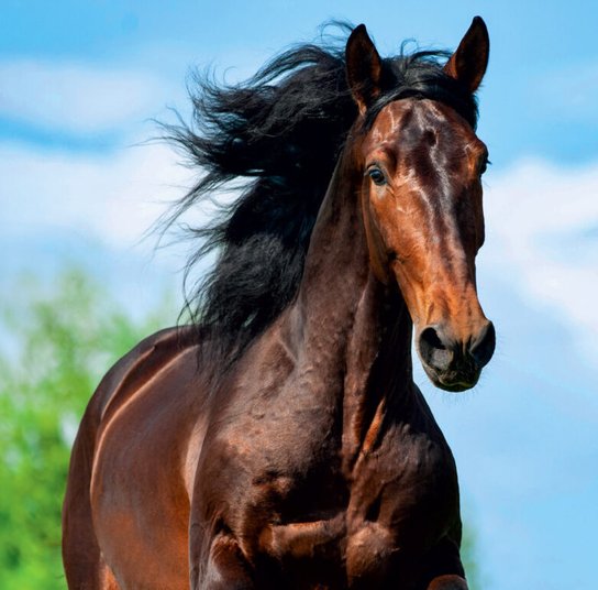 Horses 2025 - nástěnný kalendář