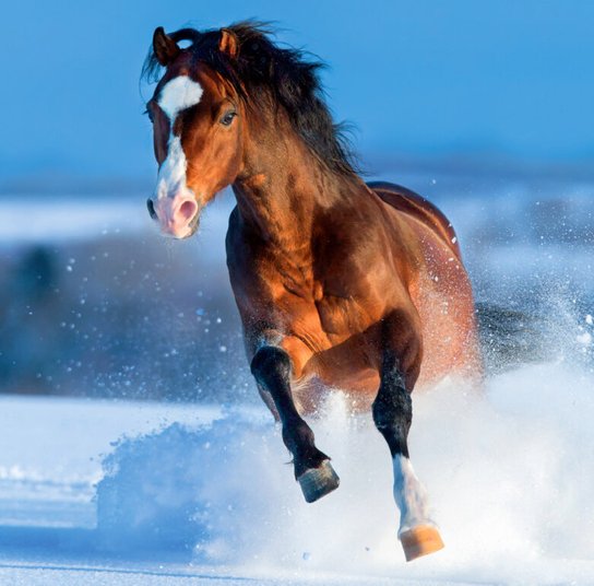 Horses 2025 - nástěnný kalendář