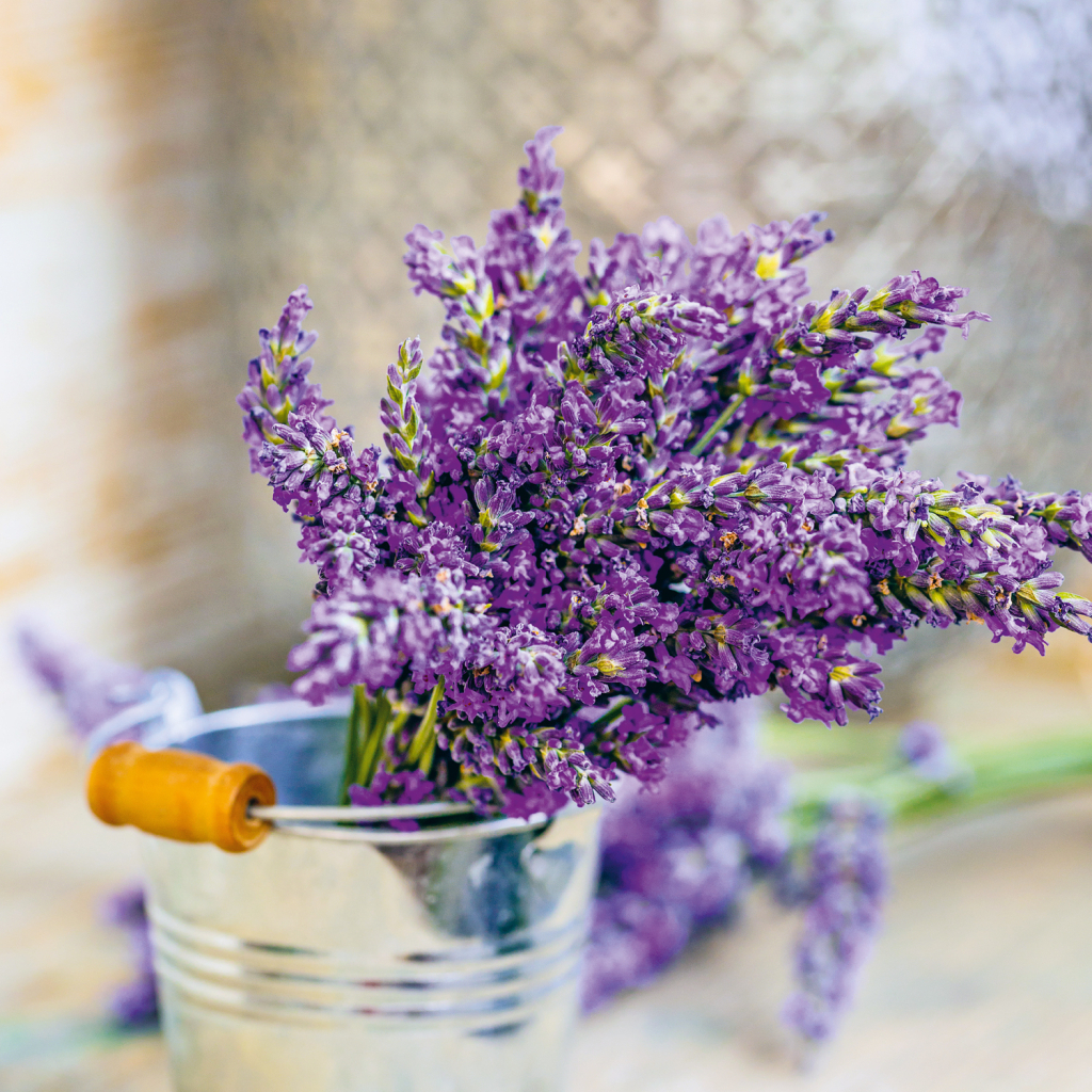 Poznámkový kalendář Provence 2025 - nástěnný kalendář