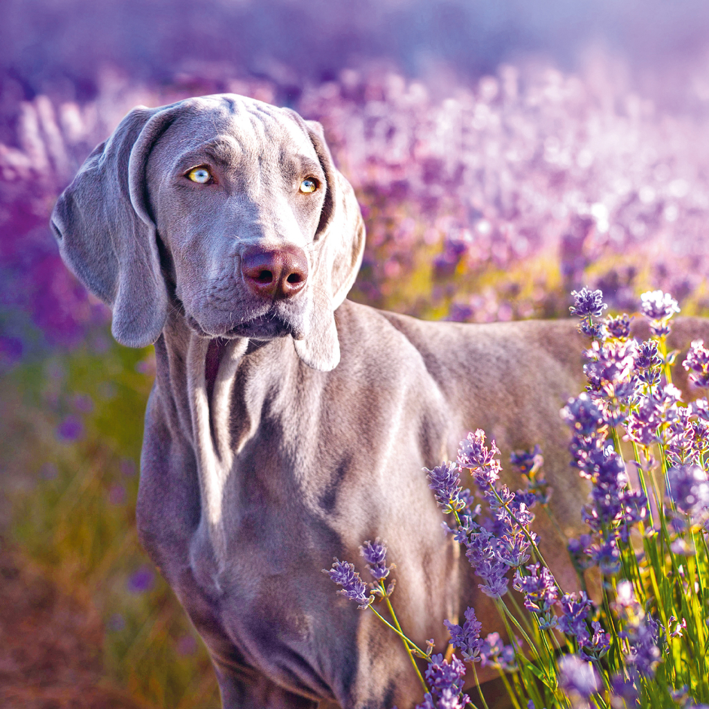 Poznámkový kalendář Provence 2025 - nástěnný kalendář