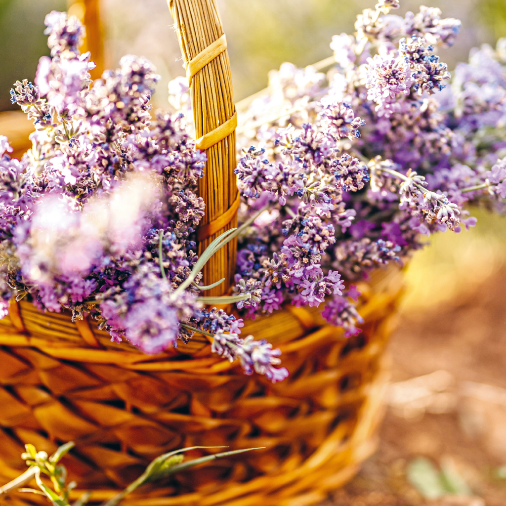 Poznámkový kalendář Provence 2025 - nástěnný kalendář